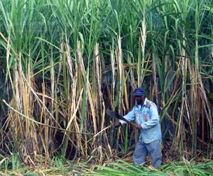 sugarcane farm