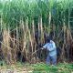 sugarcane farm