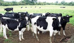 Dairy sector sees growth