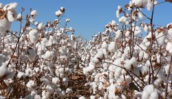 Cotton farmers laud AMA quota system