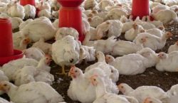 Namibia bans poultry imports from South Africa due to bird…