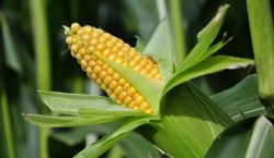 Government pushes to boost maize production