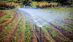 Experts push for sustainable irrigation development