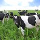 Dairy farmers under ‘stress’ despite growth of sector