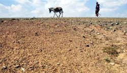 Anxiety grips market as drought looms