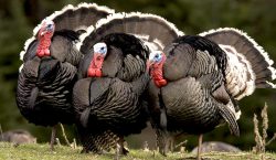 Christmas turkey fears as England bird flu rules widened