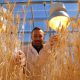 Private sector lifts wheat production