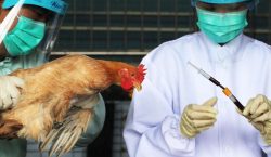 What is bird flu and how worried should I be…