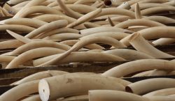 Zimbabwe in new push for ivory trade