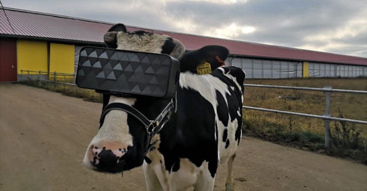 Cows on Russian Farm Get Fitted with VR Goggles to Increase Milk Production