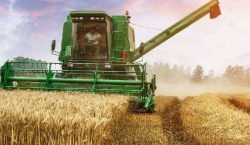 Government slashes wheat marketing prices