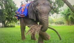 Close encounters with a baby elephant and high tea in…