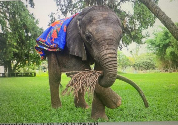 Close encounters with a baby elephant and high tea in a stylish barn. 