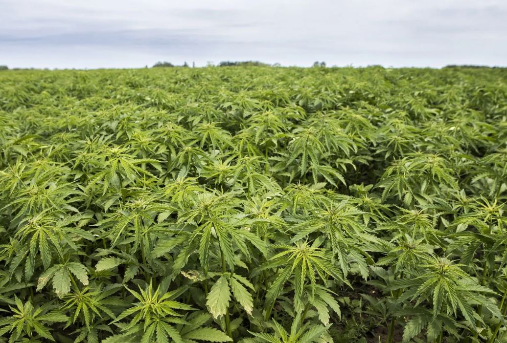 Zimbabwe urged to explore hemp biochar