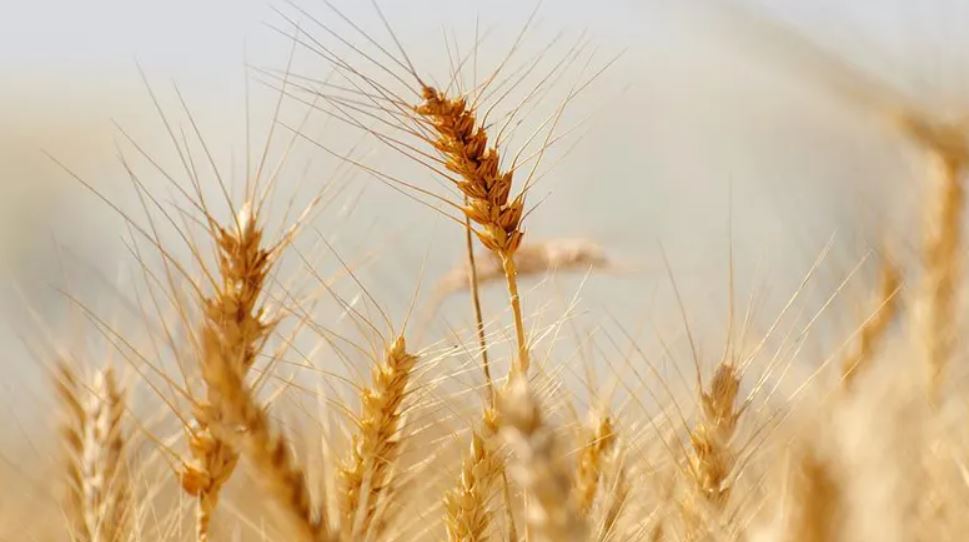Government sets targets for winter cropping